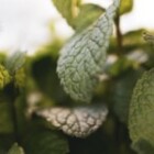 The Importance Of Organic Gardening For Sustainable Living?