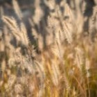 What Are the Benefits of Daily Meditation?