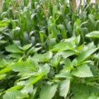 Exploring The Benefits Of Organic Gardening: Is It Worth The Effort?