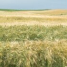 The Impact of Climate Change on Global Food Security?