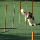 How To Effectively Train Your Dog?